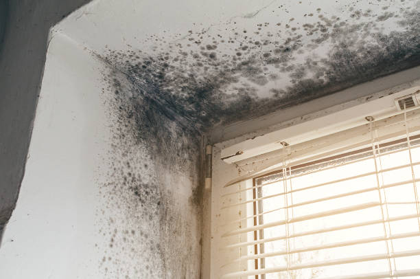 Affordable Attic Mold Remediation solutions in Reedsville, PA